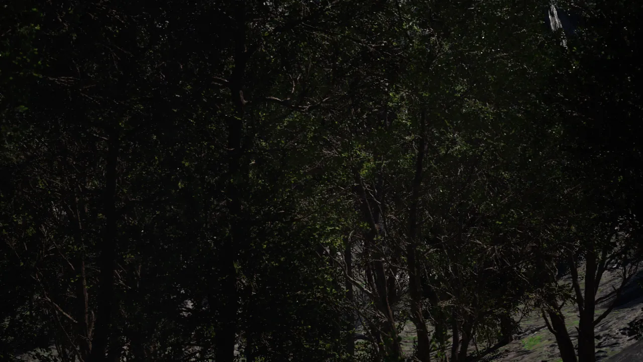 Synthetic forest training environment